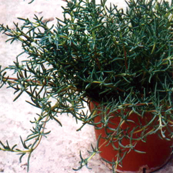 herb in container pot