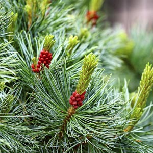 pine and berries