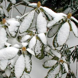 snow covered shrub