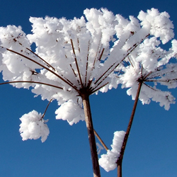 snow on plant branches